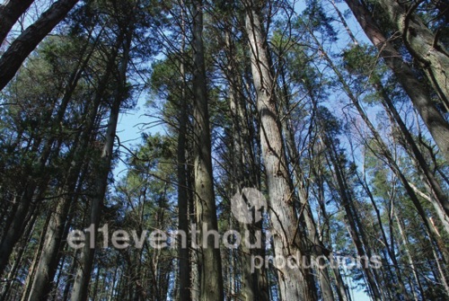 tall trees.jpg